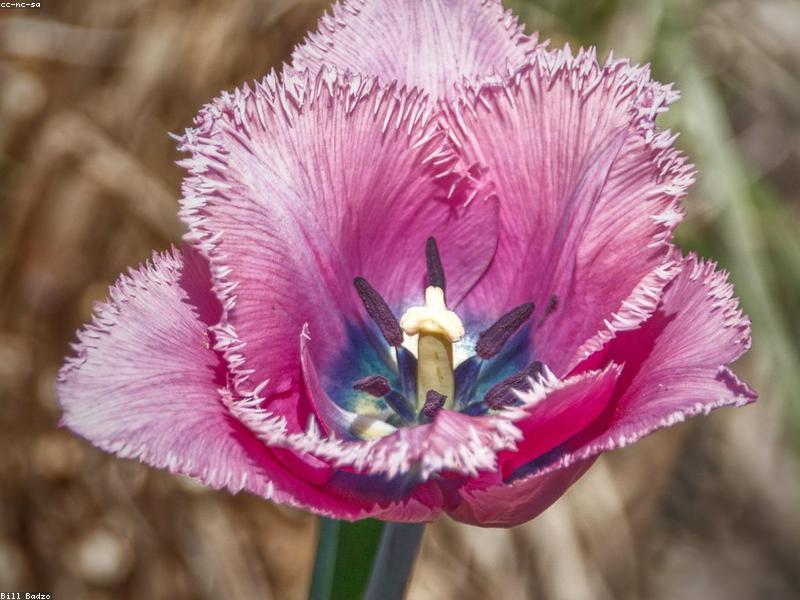 सोलो ट्रैवल: साहसी यात्रियों के लिए कुछ टिप्स और गंतव्य